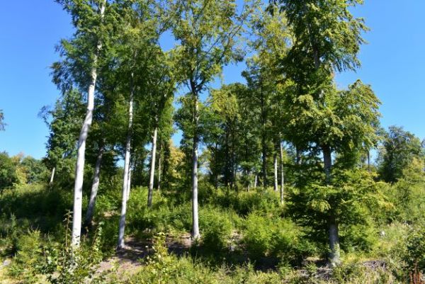 Lesy Banskej Belej, certifikovan&eacute; v sch&eacute;me PEFC