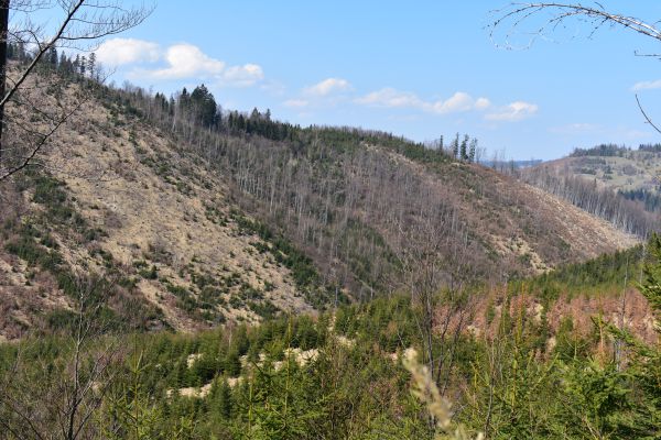 Obnoven&eacute; kalamitn&eacute; hmoty na Kysuciach