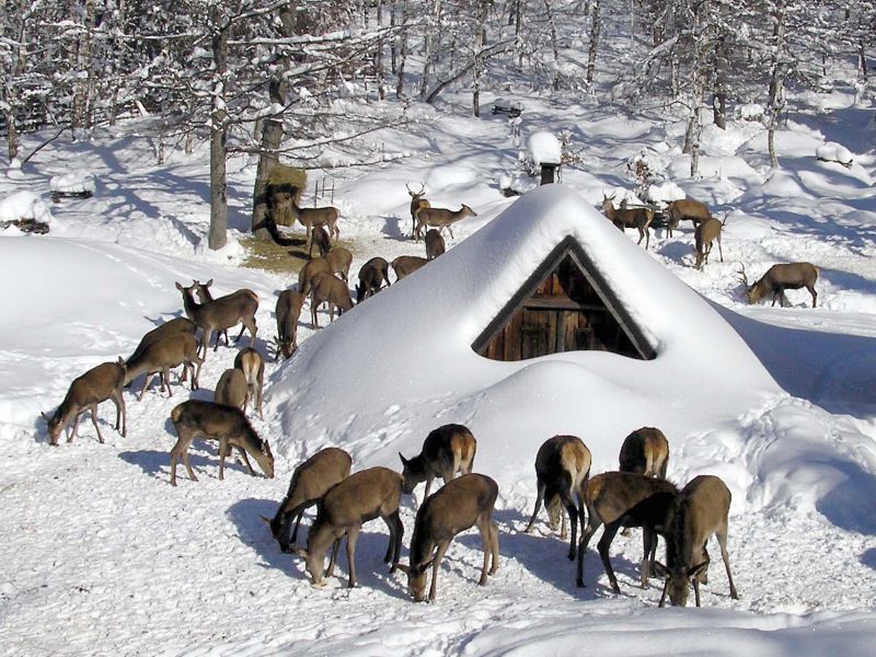 Zdroj: Internetov&aacute; str&aacute;nka Lesy ČR