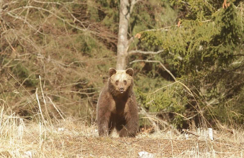 Ilustračné foto: FB stránka LESY SR 