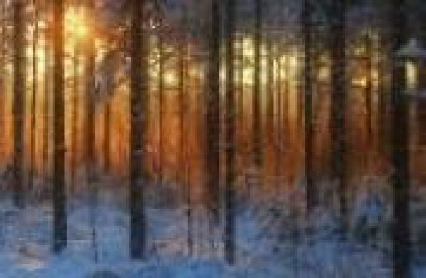 Sib&iacute;rske lesy nie s&uacute; nekonečn&eacute;