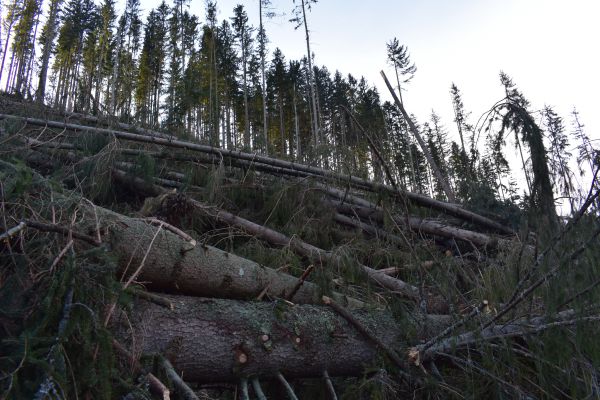 Vetrov&aacute; kalamita, ktor&uacute; musia lesn&iacute;ci spracovať
