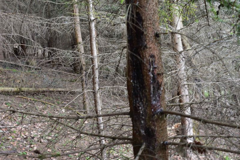 Smrek poškodený zverou 