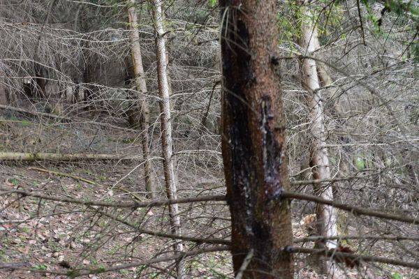 Smrek poškodený zverou 