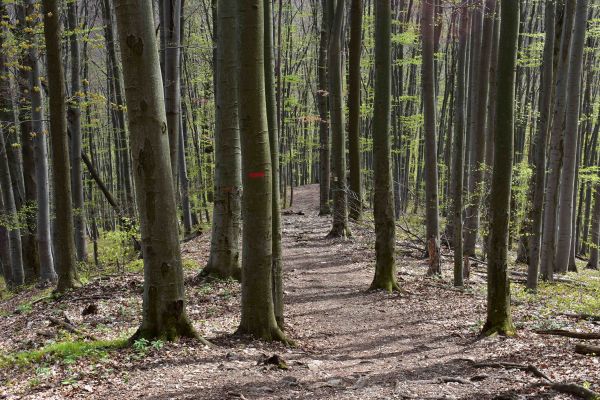 Ilustračn&eacute; foto: Jozef Marko 