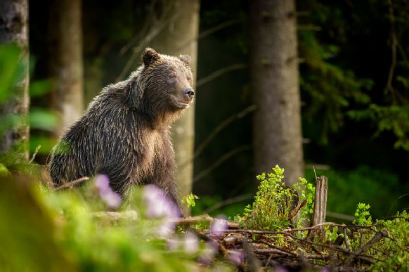 Foto medveďa od Miroslava Ondruša