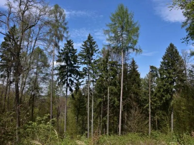 Českí lesnícki výskumníci: Aktuálna situácia sa z hľadiska ochrany lesa javí ako priaznivá, poškodenie abiotickými činiteľmi najnižšie od roku 2014