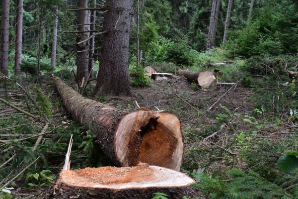 Ilustračn&eacute; foto Jozef Marko