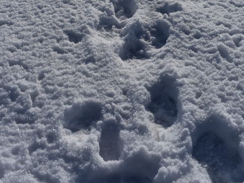 Stopy vlka v snehu 