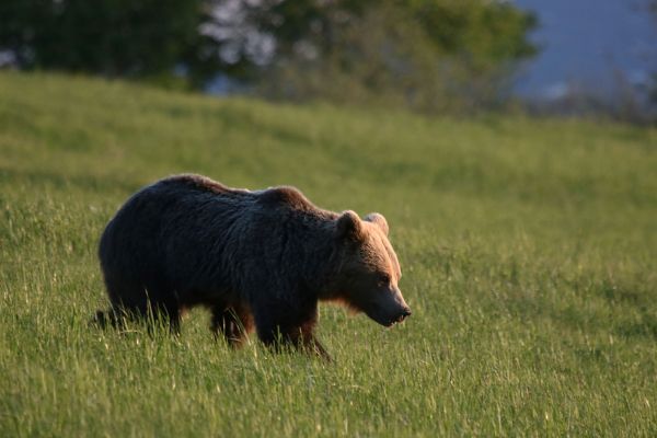 Ilustračné foto: Ing. Pavol Lenko 