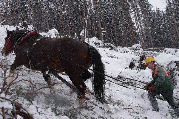Ilustračné foto: archív Lesmedium.sk 