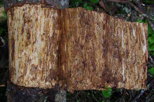 Ako to vyzer&aacute; pod k&ocirc;rou lykožr&uacute;tom napadnut&eacute;ho smreka