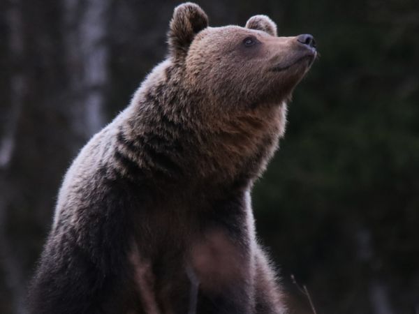 Ilustračn&eacute; foto: Ing. Pavol Lenko 