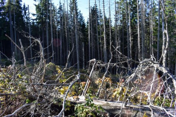Bezzásahový režim v Národnom parku Šumava