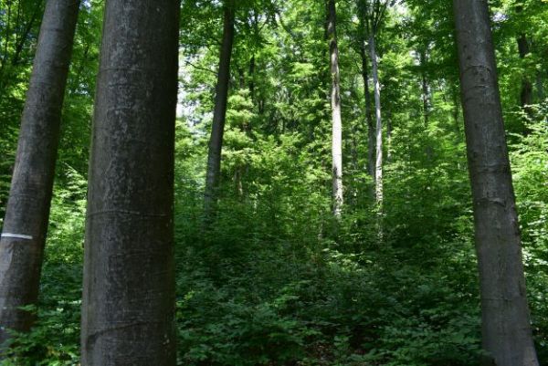 Lesn&eacute; porasty na Duchonke 
