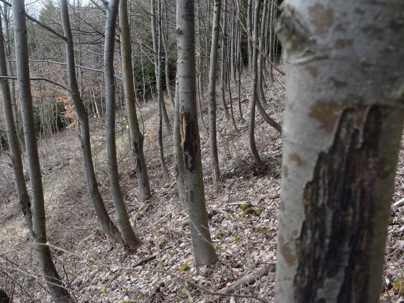 Ohryzen&eacute; stromy 