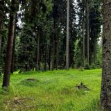 Uk&aacute;žka biotopu hluch&aacute;ňa na Mur&aacute;nskej planine 