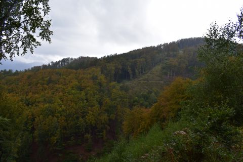 Začínajúca jeseň v porastoch urbárskeho pozemkového spoločenstva v Národnom parku Malá Fatra