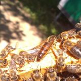 Ilustračn&eacute; foto: arch&iacute;v Lesmedium.sk 