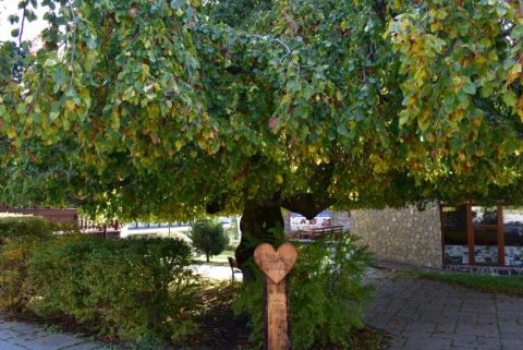 Strom zaľúbencov v Starom Smokovci