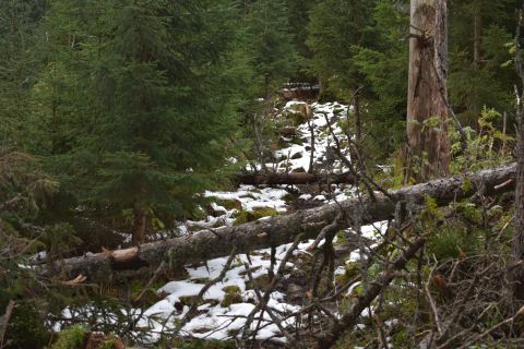 Po silnejšom vetre popadali sucháre aj na turistický chodník v Javorovej doline. Ešteže ho po zákaze ochranárov ťažiť suché stromy pri chodníku lesníci pre verejnosť včas uzavreli