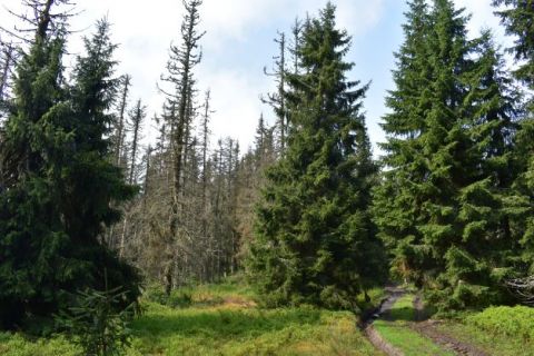 Vpravo od cesty zelený porast Spišského biskupstva. Vľavo sucháre v poraste ponechanom napospas podkôrnemu hmyzu