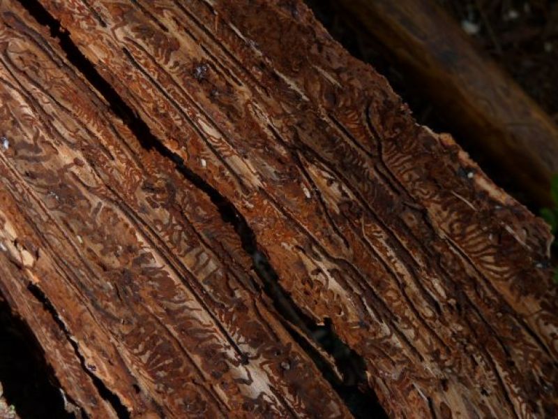 Ilustračné foto: Ing. Peter Garaj 