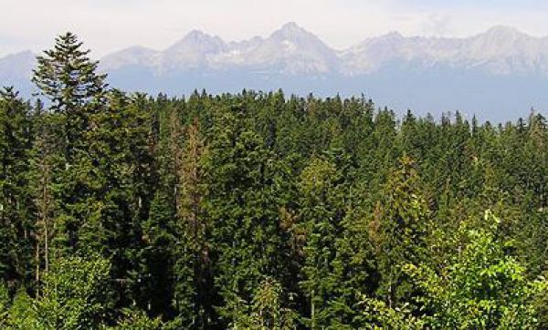 Objav mestské lesy Popradu