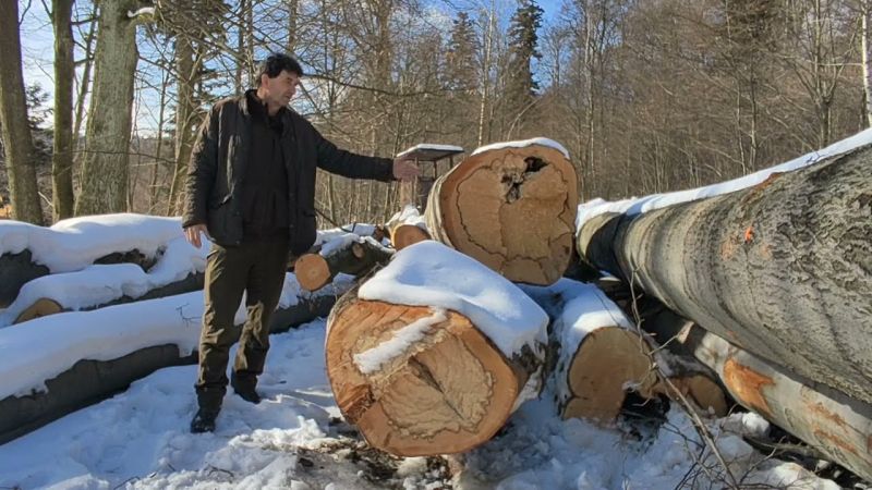 Prestarnuté lesné porasty, predržiavanie buka a nekvalita vyťaženého dreva