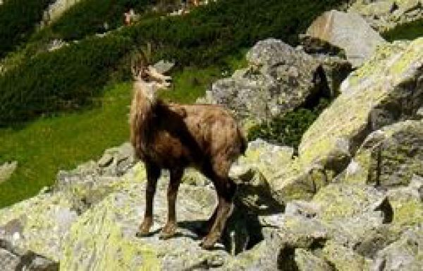 Kamzíky sú zrátané