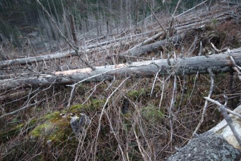 Výsledok nespracovania kalamity v dôsledku zákazu ochranárov pre lesníkov 