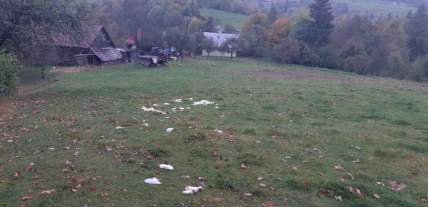 Zvy&scaron;ky ovce roztrhanej medveďom pri Mur&aacute;nskej Zdychave