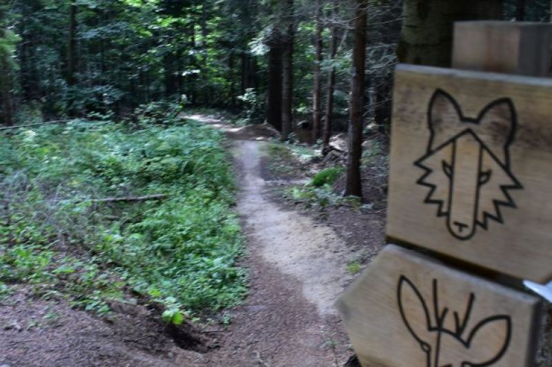 Singletrailová trasa v Mestských lesoch Stará Ľubovňa 