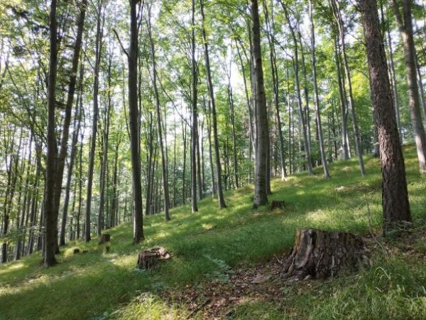 Ilustračn&eacute; foto: arch&iacute;v Lesmedium.sk