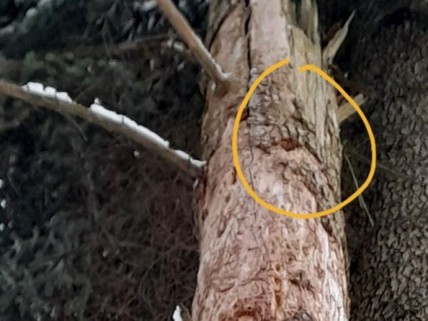 Foto: FB profil Ing. Pavla Homolu 