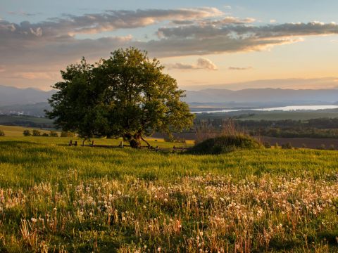 150 ročná jabloň planá pri Žiari na Liptove 