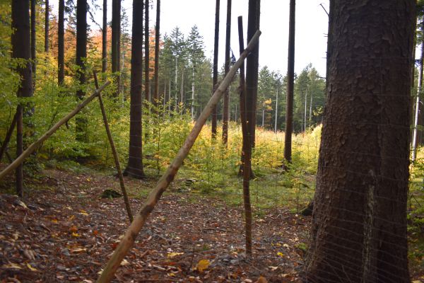 Obhospodarovatelia zatiaľ ohr&aacute;dzaj&uacute; len mlad&eacute; lesn&eacute; kult&uacute;ry, aby ich ochr&aacute;nili