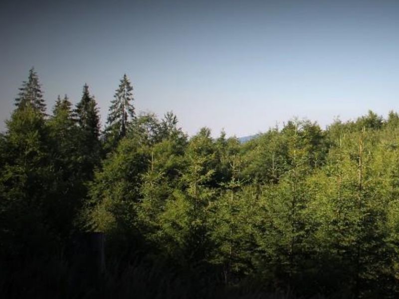 Keď chcú psa biť, palicu si nájdu...