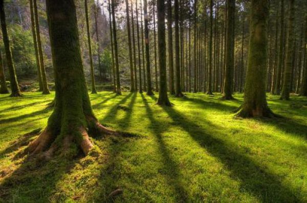 Stanovisko GRZVNL  k tlačovej spr&aacute;ve MŽP SR