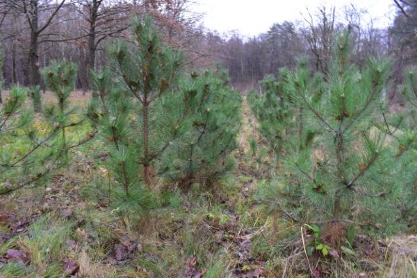 Ilustračn&eacute; foto Jozef Marko