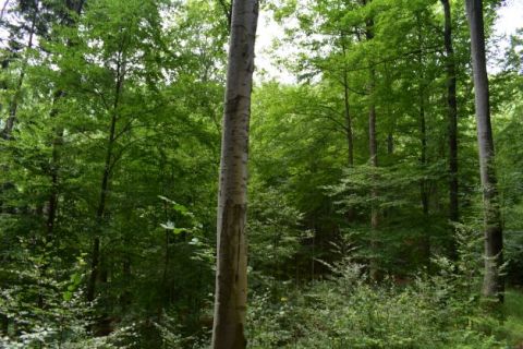 Lesný porast v Obecných lesoch Veľký Folkmar