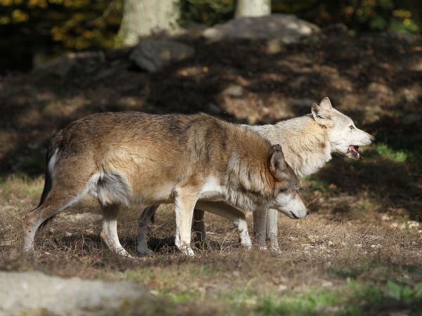 Ilustračné foto: Pixabay.com 