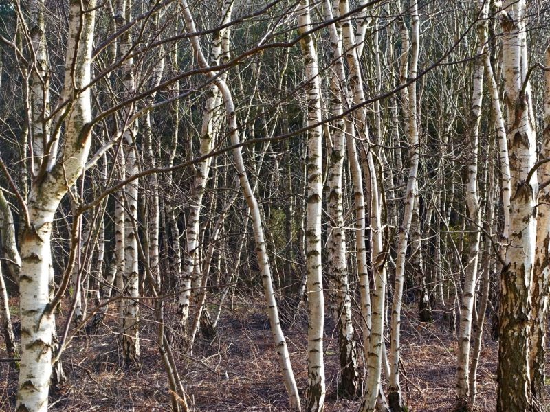 Zdroj: Internetová stránka VÚLHM 