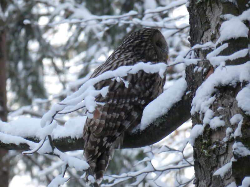 ilustračné foto: Ing. Marek Nosko 