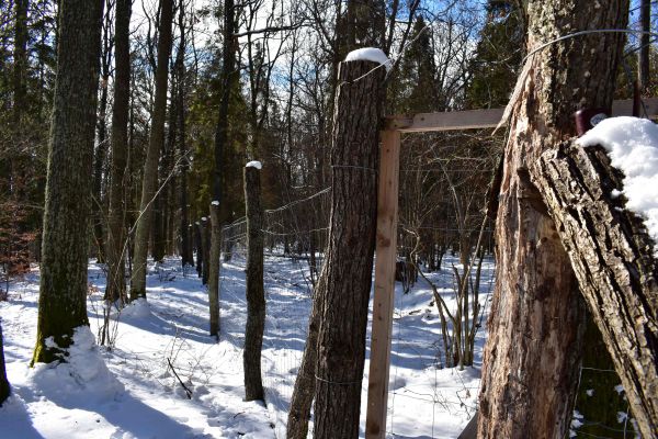 Ilustračné foto: Jozef Marko 