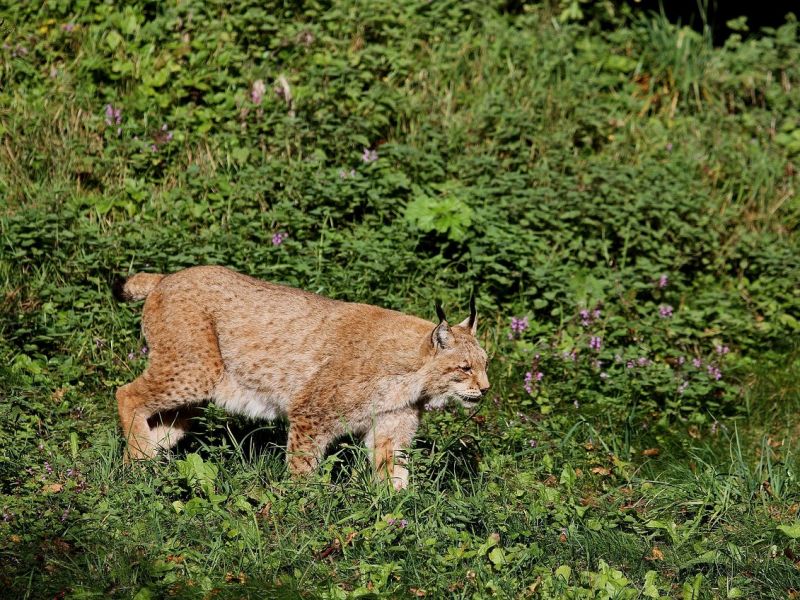 Názor: Ako ďalej žiť s veľkými mäsožravcami, ktorí sú na vzostupe?
