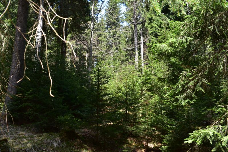 Na Muránskej planine sa smreku darí