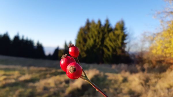 Ilustračn&eacute; foto: FB str&aacute;nka LESY SR 