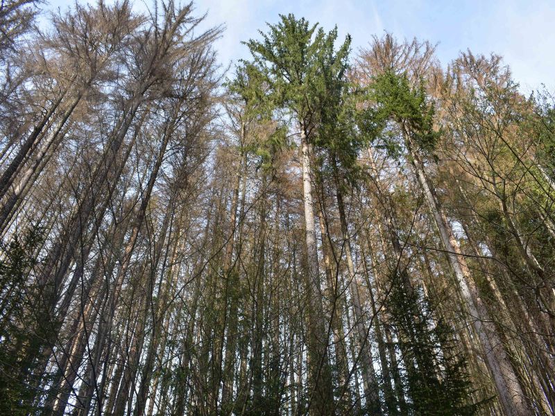 Odumieraj&uacute;ce smrečiny napadnut&eacute; lykožr&uacute;tom smrekov&yacute;m 
