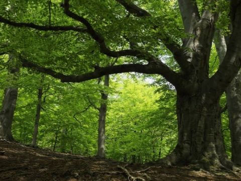 Pasienkový les na Záhorí